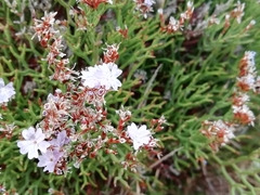 Limonium retirameum