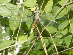 Coryphaeschna ingens