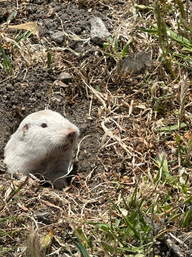 Botta's Pocket Gopher, Capistrano Rd, Half Moon Bay, CA, US, photo 6 of 10