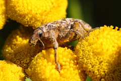 Cyphocleonus dealbatus
