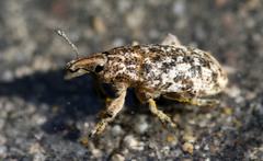 Cyphocleonus dealbatus