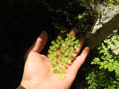 Adiantum tricholepis