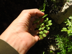 Adiantum tricholepis