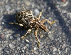 Cyphocleonus dealbatus
