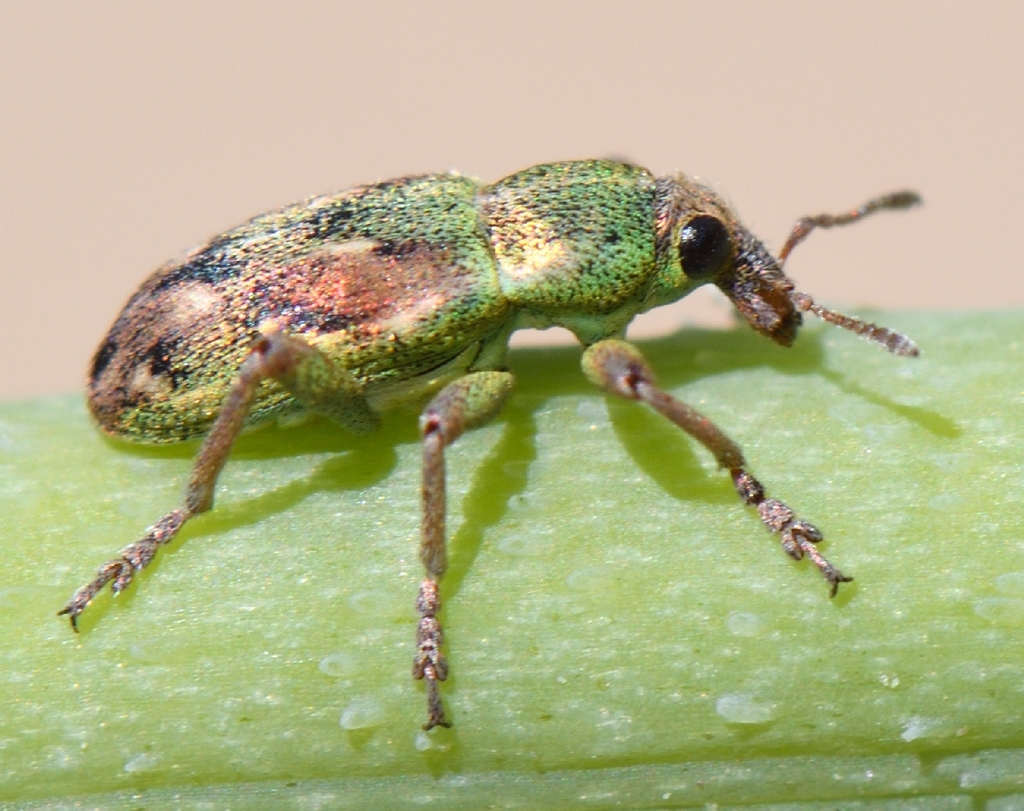 Coniatus tamarisci