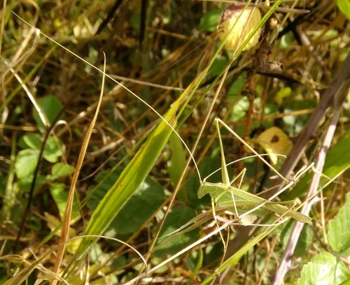 Lily Bush-cricket, Western Greece, Greece, photo 8 of 10