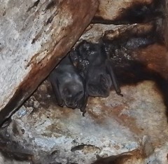 Artibeus jamaicensis yucatanicus