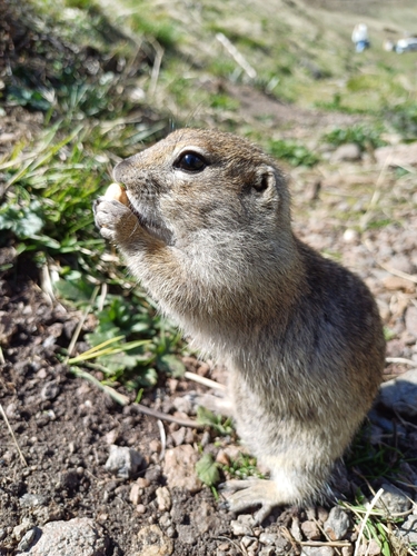 Caucasian Mountain Ground Squirrel