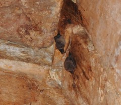 Artibeus jamaicensis yucatanicus