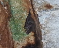 Artibeus jamaicensis yucatanicus