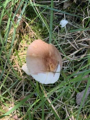 Russula