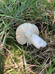 Russula