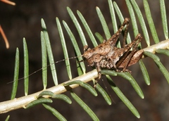Neduba sierranus
