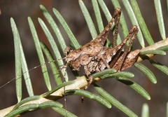 Neduba sierranus