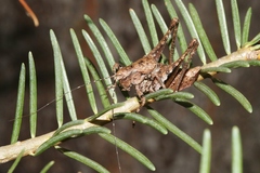 Neduba sierranus