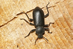 Iphthiminus serratus