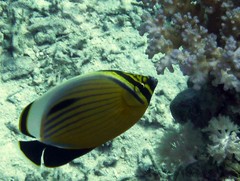 Chaetodon austriacus