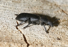 Iphthiminus serratus