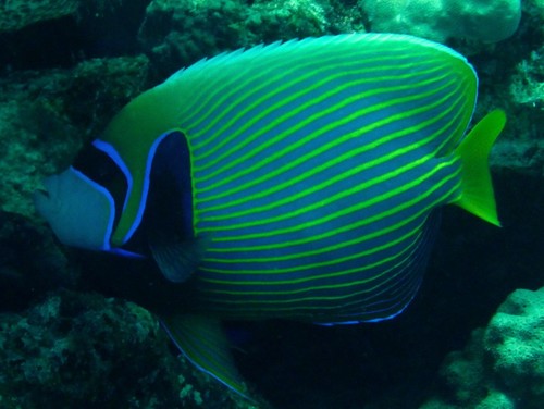 Emperor Angelfish — seen at this dive site