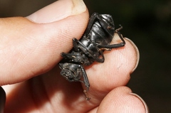 Iphthiminus serratus