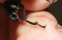 Iphthiminus serratus