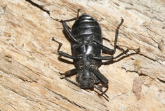 Iphthiminus serratus