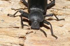 Iphthiminus serratus