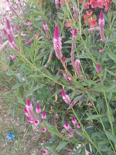 Lagrezia spicata (Celosia spicata)