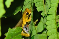 Dendropsophus parviceps