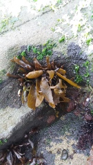 Mazzaella laminarioides