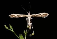 Oidaematophorus grisescens