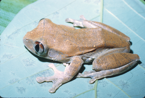 Millson's Tree Frog, Leptopelis millsoni