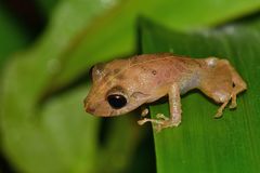 Pristimantis martiae