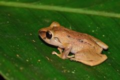 Pristimantis martiae