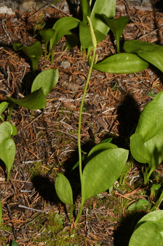 Ophioglossum engelmannii, photograph 6