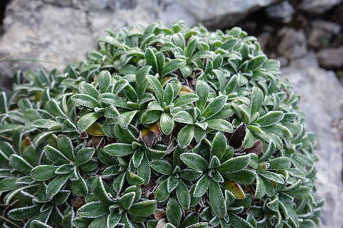 Saxifraga cochlearis 3