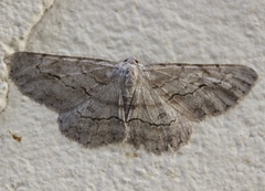 Stenoporpia pulmonaria