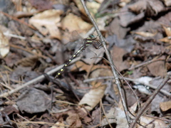 Cordulegaster bilineata