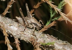 Neduba sierranus