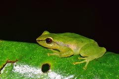 Pristimantis acuminatus