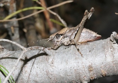 Neduba sierranus