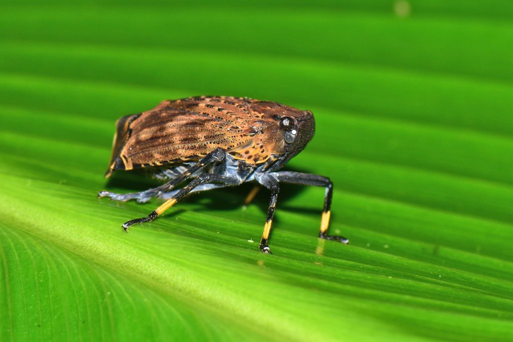 Aburia olivacea