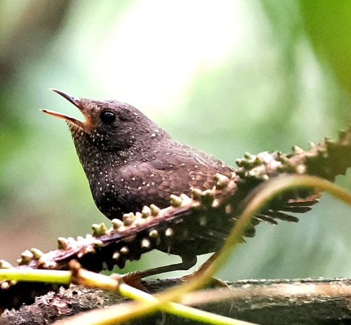 Spotted Elachura (Elachura formosa), photo 6
