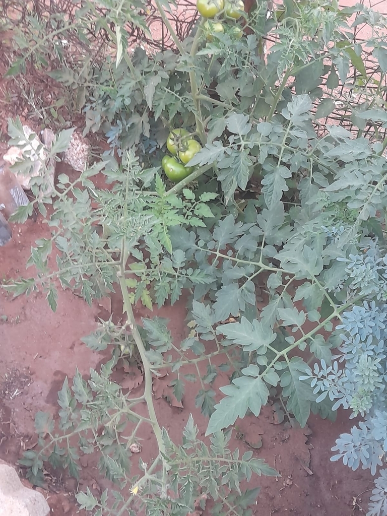 Solanum lycopersicum