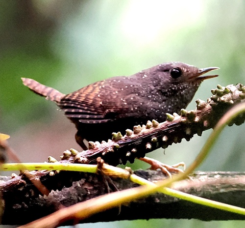 Spotted Elachura (Elachura formosa), photo 2