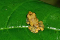 Pristimantis altamazonicus