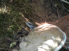Elgaria coerulea palmeri