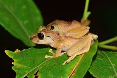 Pristimantis martiae