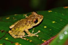 Pristimantis llanganati