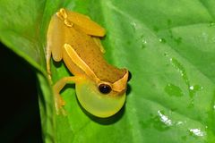 Dendropsophus bifurcus